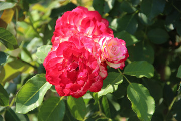 Beautiful tender roses flowers in the garden. Natural floral background. Hd wallpaper flowers...