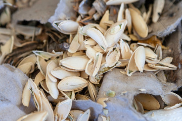 pumpkin seed shells