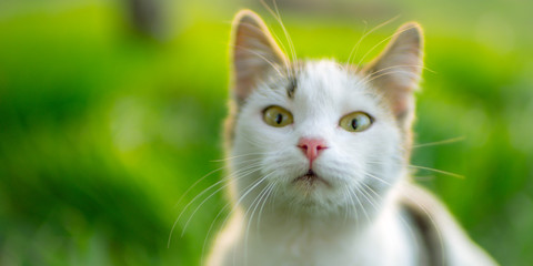 White cat face portrait closeup on vivid green background in the garden.