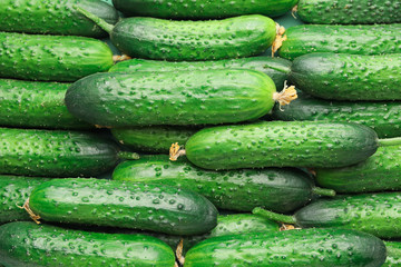 Many green cucumbers as background
