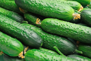 Many green cucumbers as background