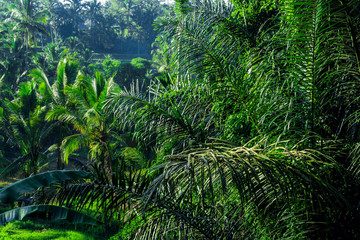 Bali tourist destination. Rainforest at dawn. Natural exotic eco background