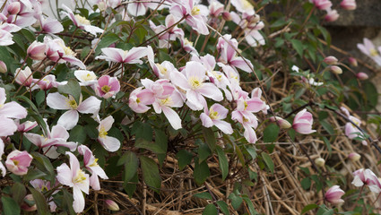 Clematis montana 'Rubens' oder Berg-Waldrebe bedecken Blüten Wände und Rankgerüste wie ein...
