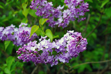 Fragrant purple flower clusters of fragrant lilac (syringa)
