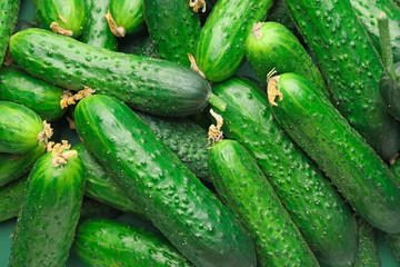 Many green cucumbers as background