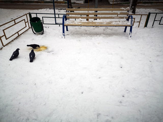 Pigeons eat millet in the park at an empty bench in winter.