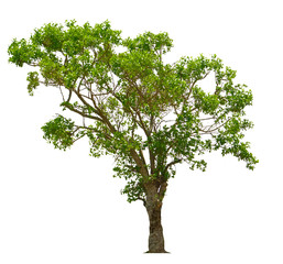 Trees isolated on white background.