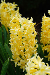 Fragrant yellow hyacinth flowers growing in the spring garden