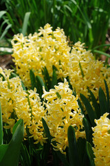 Fragrant yellow hyacinth flowers growing in the spring garden