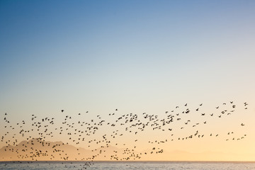 Dramatic view of large flock of seabirds flying across the ocean at Santos Bay at sunrise. Mossel Bay hilly coastline in the distance. Gold and blue colour palette.