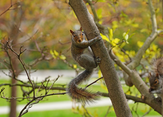 Furry Eastern gray squirrel (sciurus carolinensis) on a tree in New Jersey