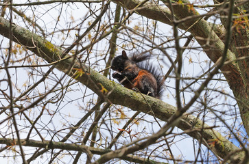 Furry Eastern gray squirrel (sciurus carolinensis) on a tree in New Jersey