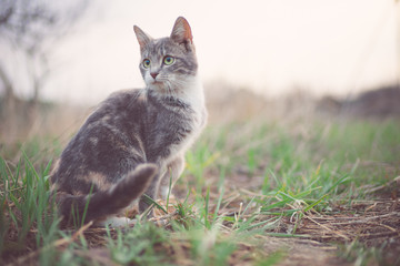 Tricolor ash kitten sitting in cloudy garden