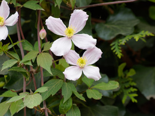 (Clematis montana) Berg-Waldrebe mit Hellrosa Blütenblätter zwischen eiförmig, zugespitzt und gesägter Rand dunkelgrüne Blätter