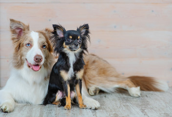 Mini-Chihuahua breed dog sitting next to a red-haired Australian Shepherd dog