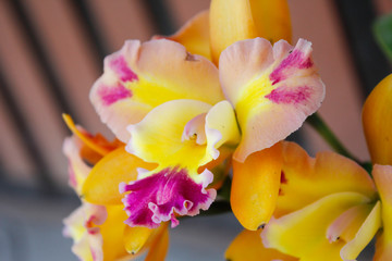 Beautiful yellow orchid flowers closeup