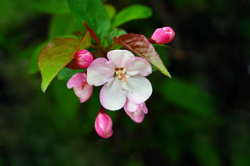 Pink and white apple blossoms and buds on a branch in the spring