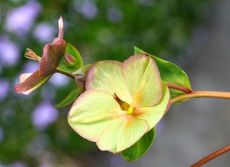 Green and Purple hellebore flower of the helleborus hybridus (Christmas or Lenten rose) growing  in the spring garden