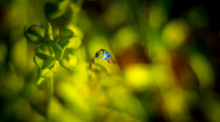 kwiat © Marcin