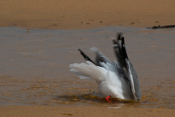 Seagull 1