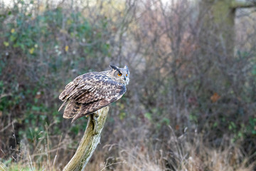 Eurasian Eagle Owl (Bubo bubo) photographed in a meadow in Gloucestershire, UK