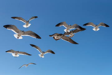 Fototapeta na wymiar flock of seagulls flying in the deep blue sky of varadero cuba