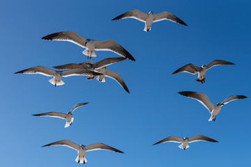 seagulls flying in the deep blue sky of varadero cuba