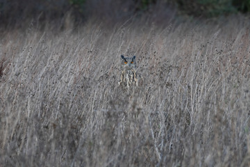 Eurasian Eagle Owl (Bubo bubo) photographed in a meadow in Gloucestershire, UK