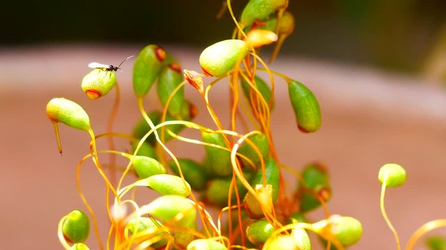 4K Extreme macro closeup of red green moss with spores, seed pods and a a flying gnat or fruit fly during warm spring. Each pod measure less than one millimeter. UHD