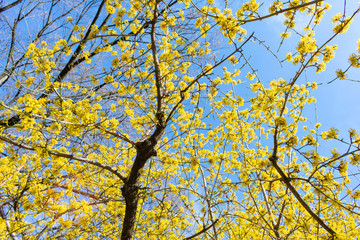Background of a Tree with Yellow Flowers and a Blue Sky at Central Park in New York City during Spring