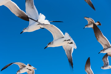 flock of seagulls flying in the deep blue sky