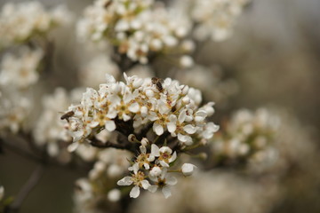 Blooming pear tree branch closeup with white flowers and bees