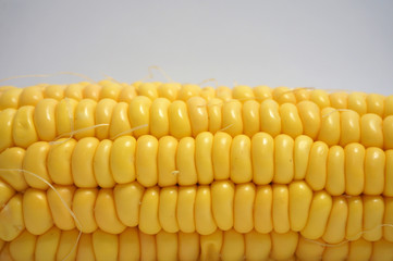 Closeup Sweet Corn with isolated background