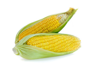 Corn on white background