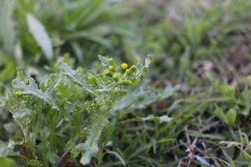 Weed