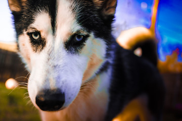 Pretty Siberian Husky