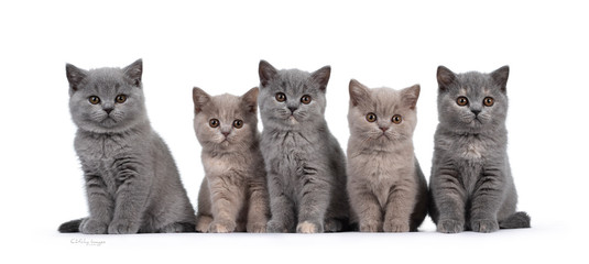Row of five lilac and blue tortie British Shorthair cat kittens, sitting beside each other. All facing camera and looking at lens with round brown eyes. Isolated on white background.