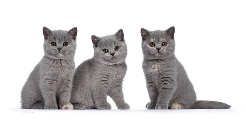 Row of three blue and blue tortie British Shorthair cat kittens, sitting beside each other. All facing camera and looking at lens with round brown eyes. Isolated on white background.