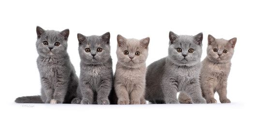 Row of five lilac and blue tortie British Shorthair cat kittens, sitting beside each other. All facing camera and looking at lens with round brown eyes. Isolated on white background.