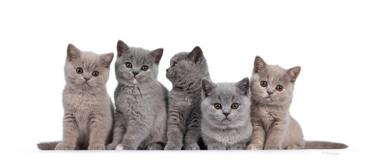 Row of five lilac and blue tortie British Shorthair cat kittens, sitting beside each other. All facing camera and looking at lens with round brown eyes. Isolated on white background.