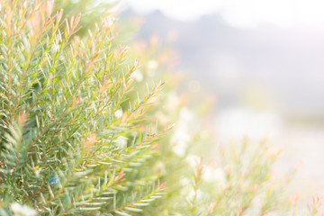 blurred colorful flowers in a field on a beautiful nature background.Happy new day concept: