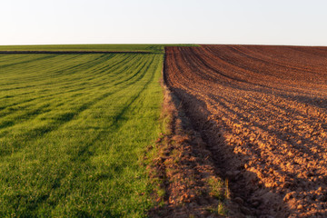 Paisaje en campo verde de cereal