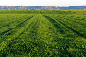 Paisaje en campo verde de cereal