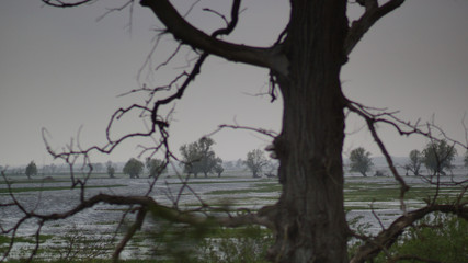 Rainy day over meadows