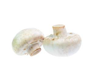 Mushroom champignon isolated on white background
