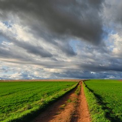 Obraz premium Paisaje en campo verde de cereal