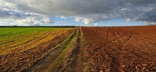 Paisaje en campo verde de cereal