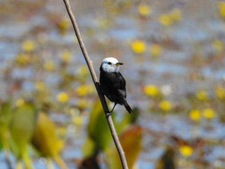 aves do hobbie de passarinhar 
@gilbertojrphotography