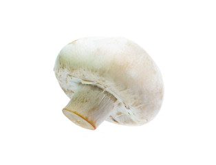 Mushroom champignon isolated on white background