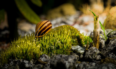 muszelka © Marcin